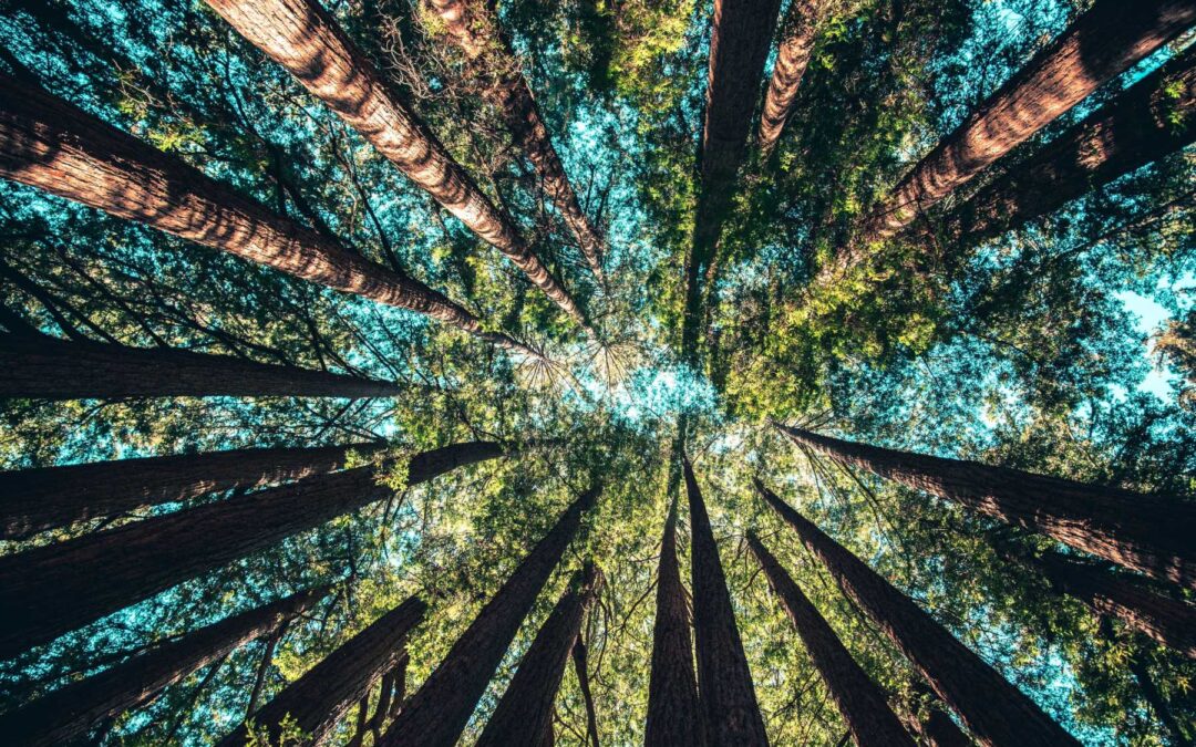 NASA: Zemlja danas ima više zelenih površina nego prije 20 godina